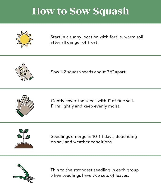 Burpee Best Zucchini Summer Squash Seeds 20 seeds