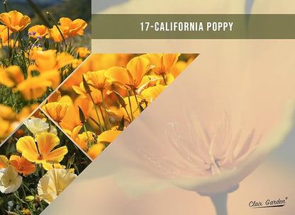 California Wildflower Mix - 10,000 Seeds - 17 Varieties - No Fillers, Open Pollinated and Non GMO, Perennial and Annual Garden Flowers, Attracts Bees and Butterflies