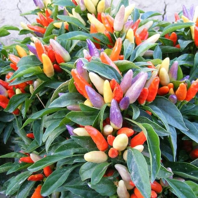 Park Seed NuMex Easter Ornamental Pepper Seeds - Pack of 100 Seeds, AAS Winner, Bright Pastel Peppers in Purple, Yellow, Cream, and Orange, Perfect for Containers, Gardens, and Patios