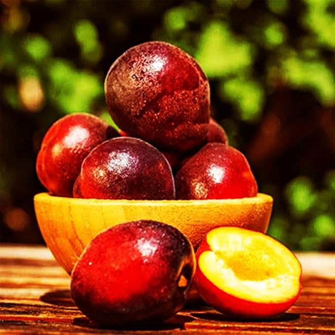 150+ Wild Perennial Plum Trees Fruit Seeds for Planting Outdoors-Organic Native Prunus Seeds European Non-GMO Heirloom Fruit Trees Seed for Garden Home Outdoor
