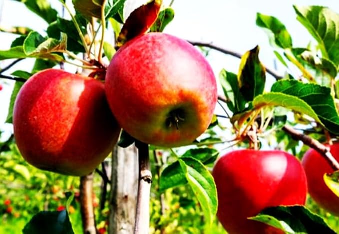 100 pcs Apple Tree Seeds Honey Crisp Honey Crunch Pomme Pommier Fruit Plant Bonsai Malus Seeds