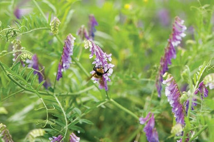 Hairy Vetch Legume Seed by Eretz (10lb) - Choose Size! Willamette Valley, Oregon Grown, Non-GMO, No Fillers, No Coatings, No Weed Seeds.