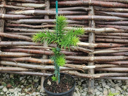 GARDENERA Premium Araucaria Potting Soil Mix - Perfect Balance of Nutrients, Drainage, and Aeration for Healthy Araucaria Trees - 20 Quart