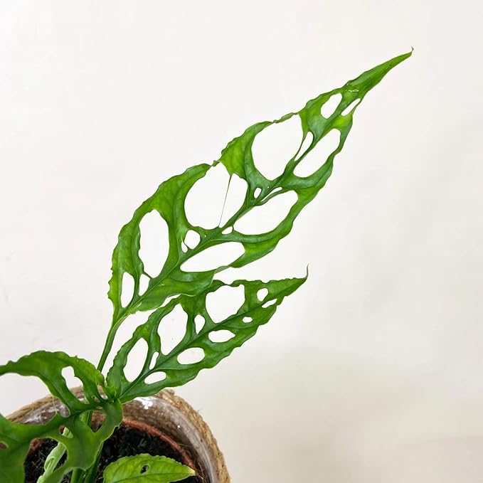 GARDENERA Premium Monstera Obliqua Potting Mix - Expertly Crafted for Healthy Growth - 1 Quart