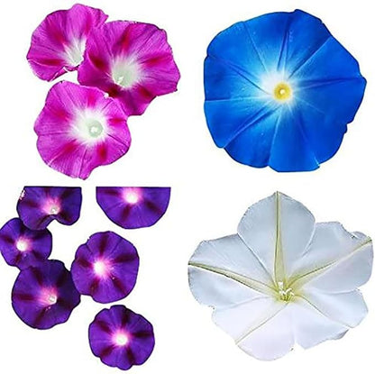 Mixed Morning Glory Seeds for Planting – 200 Fresh Seeds – Blue, Purple, White, and Rose Climbing Vine Flowers – Attracts Butterflies & Hummingbirds – Fast-Growing Vine – Grown in The USA
