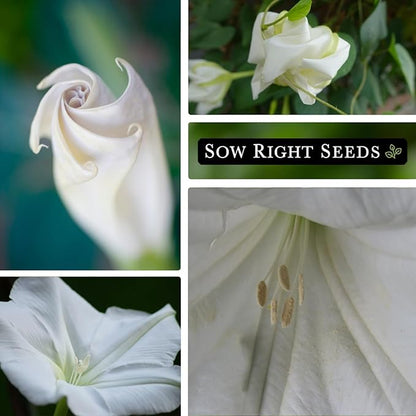 Sow Right Seeds - Moonflower (Ipomoea alba) Flower Seeds for Planting - Non-GMO Heirloom Flowers to Grow in Your Home Garden - Vining Plant for Beautiful Evening Blooms - Wonderful Gift (3)