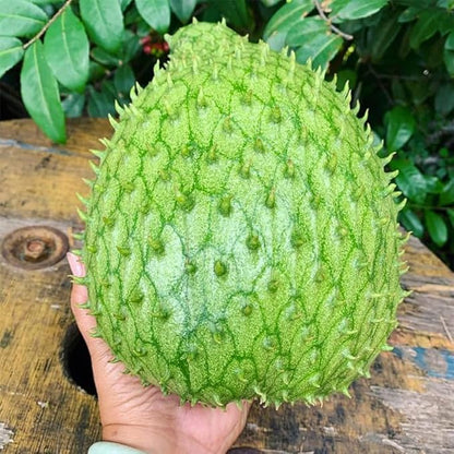10+ Soursop Fruit Seed for Planting-Non-GMO Heirloom Plant Seeds Garden Outdoor