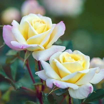 Perfect Rose Fertilizer – Premium Rose and Flower Fertilizers – Floral Nutrients for All Types of Flowers – Plant Nutrients with Kelp for Soil and Hydroponic Flower Gardens