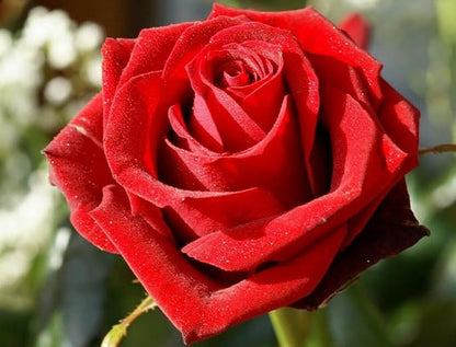 100 pcs Rose Flower Seeds Perennial Flowers Rare Plants Garden Bonsai Garden