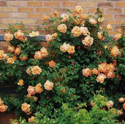 100PCS Orange Climbing Rose Seeds Rare Garden Plant Non-GMO Heirloom Seeds