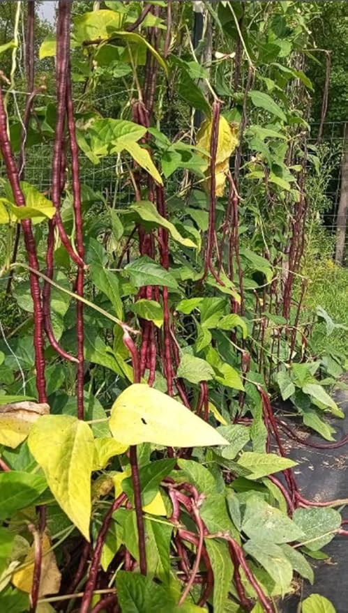 30PCS Purple Red Yard Noodle Bean Seeds Asparagus Bean String Bean Seeds