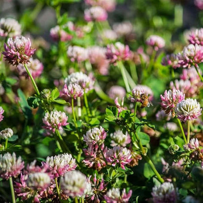 Outsidepride Biennial Alsike Clover Seeds for Lawn - 50 lbs. Nutrient-Rich, Drought Resistant Cover Crop Seeds, Ideal For Ground Cover, High-Yield Forage, Hay, Pastures, Food Plots & Grazing Livestock