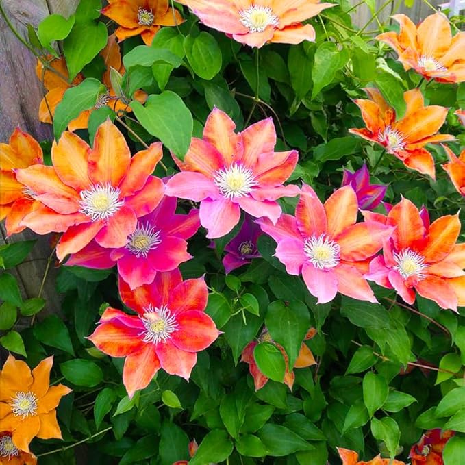 190+ Perennial Mix Clematis Seeds for Planting-Non-GMO Heirloom Plant Seeds Garden Outdoor
