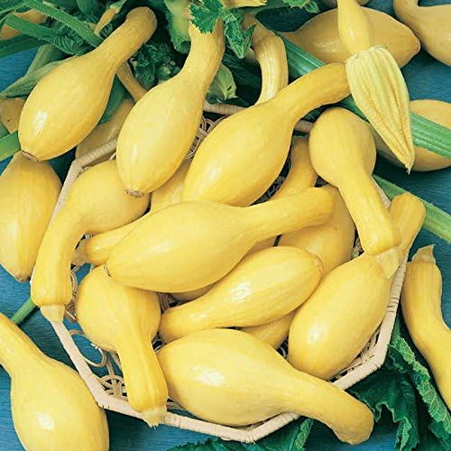 Park Seed Summerpac Hybrid Squash Seeds – Smooth Wart-Free Fruits on Nearly Spineless Bush Plants, Heavy Yields All Summer, Compact Habit Ideal for Home Gardens, Easy to Grow and Harvest, Pack of 20