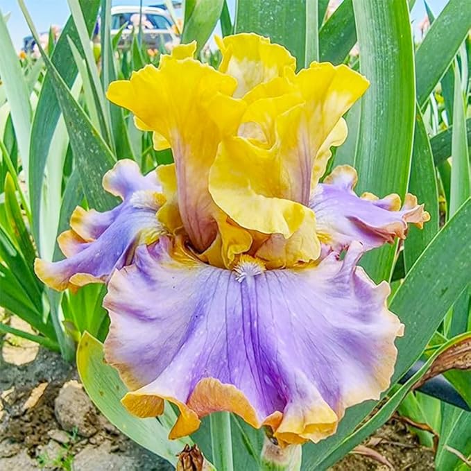 200+ Mixed Color Rare Heirloom Iris Seeds for Planting - Stunning Colors for Your Garden