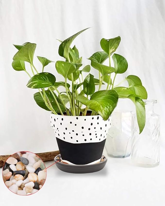 SAROSORA Round Plastic Plant Saucer Drip Tray 7" Set of 6 for Indoor Outdoor Home Garden Flower Plant Container Flower Pot Pallets ((5.8''+7"+8'') x2, Dark Grey)