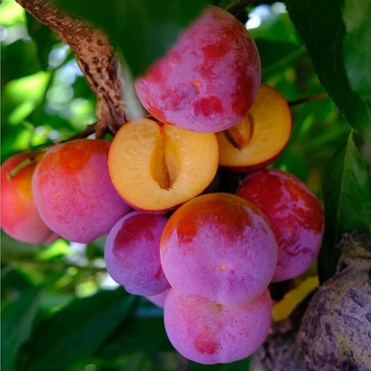 150+ Wild Perennial Plum Trees Fruit Seeds for Planting Outdoors-Organic Native Prunus Seeds European Non-GMO Heirloom Fruit Trees Seed for Garden Home Outdoor