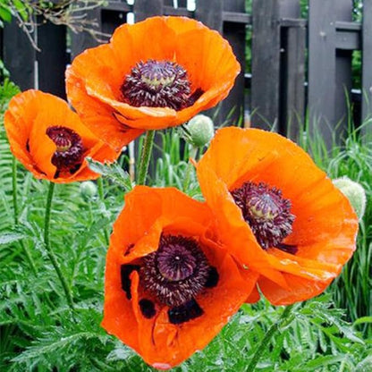 5000+ Mixed Poppy Flower Seeds for Planting-Colorful Masses of Wildflowers - Heirloom & Open Pollinated