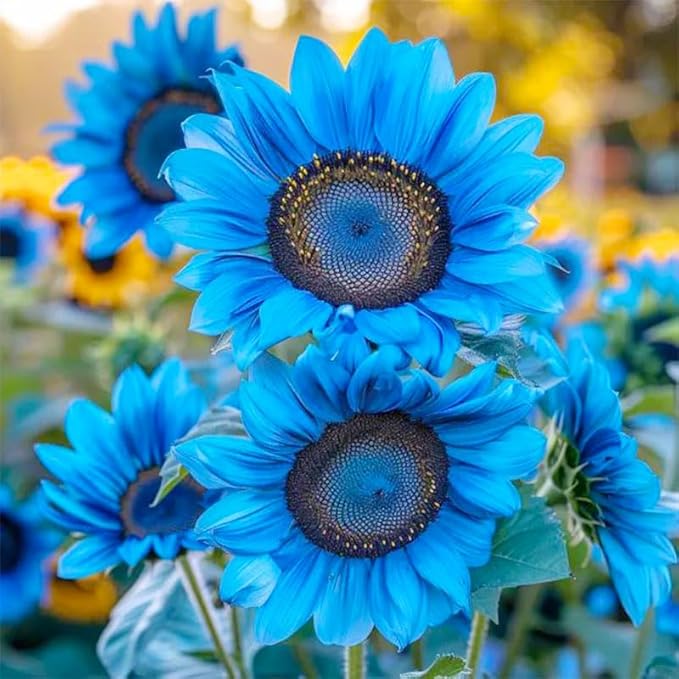 100+ Exotic Sunflower Seeds for Planting Rare Bright Sunflowers Non-GMO Heirloom Seeds for Home Garden Outdoors