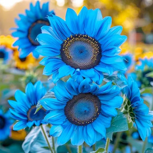 100+ Exotic Sunflower Seeds for Planting Rare Bright Sunflowers Non-GMO Heirloom Seeds for Home Garden Outdoors