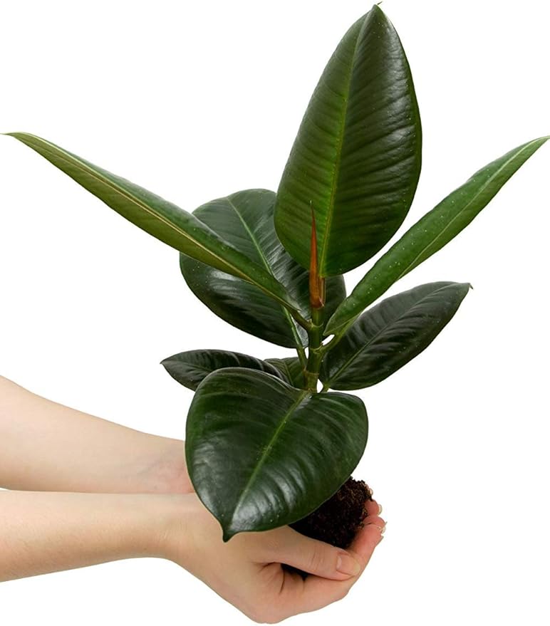 Fiddle Leaf Fig TreeFertilizer(Slow-Release Pellets) Ficus Plant Food Improves Leaves/Branches Potted Indoor Trees Treatment by Aquatic Arts