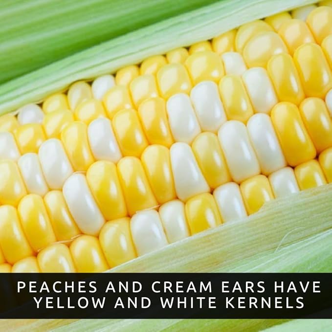 Peaches and Cream Sweet Corn Seeds 100 Seeds - Bicolor Yellow and White Kernels, Sugary Enhanced Hybrid for Home Gardens, Tender Sweet Flavor, Summer Harvest Vegetable Seed