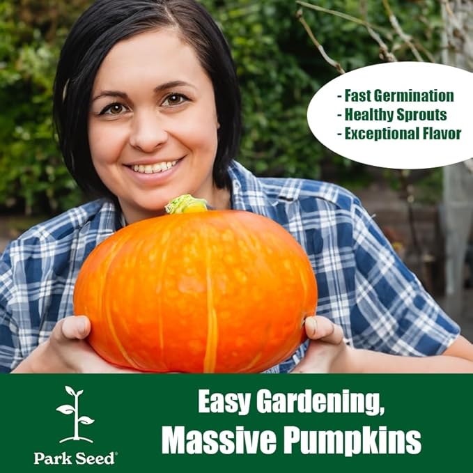 Park Seed Connecticut Field OP Pumpkin Seeds – Non-GMO Heirloom Variety, Large Culinary Pumpkins for Pies, Soups & Carving, Open Pollinated for Seed Saving, Pack of 25