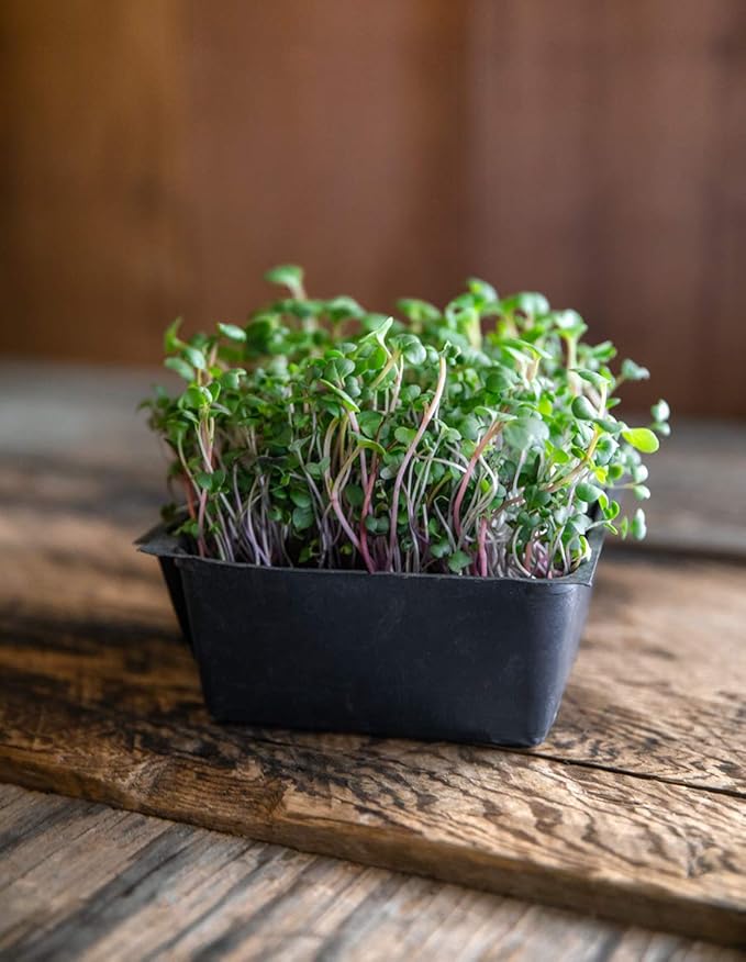 Heirloom Sprouting & Microgreen Seed Variety Pack | Contains Waltham 29 Broccoli Sprouting Seeds, Rainbow Radish Sprouting Seeds Mix & Superfood Microgreen Mix | Non-GMO | Rainbow Heirloom Seed Co.