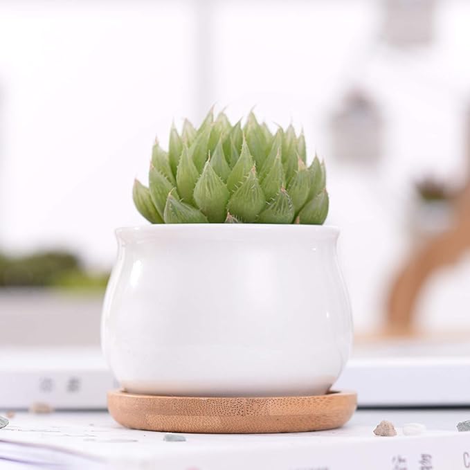 Brajttt Succluent Pots ，Small Flower Pots Planter Pots with Drinage,Ceramic Flowers Pots with Bamboo Tray for Cactus(12 Pack