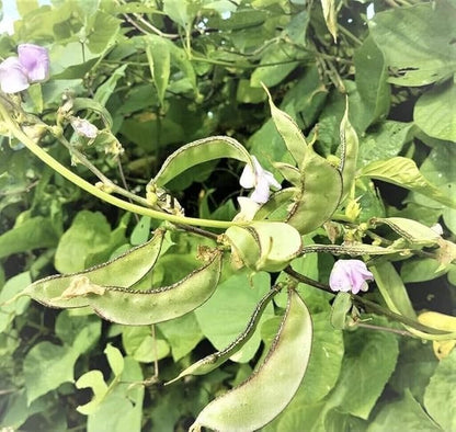 10+ Hyacinth Bean Seeds Climbing Vine Asian Purple Beans Akhana Fujimame Vegetable Planting