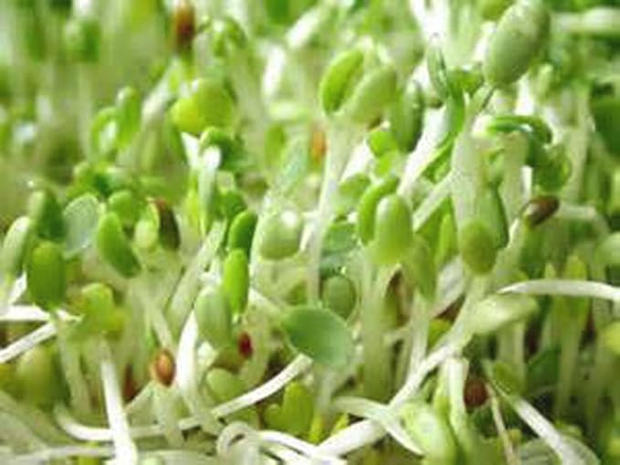 Alfalfa Sprouting Seed, NON GMO -12 Oz -Country Creek LLC Brand - High Sprout Germination- Edible Seeds, Gardening, Hydroponics, Growing Salad Sprouts, Planting, Food Storage & More