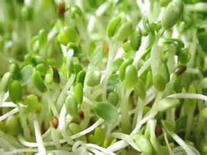Alfalfa Sprouting Seed, NON GMO -12 Oz -Country Creek LLC Brand - High Sprout Germination- Edible Seeds, Gardening, Hydroponics, Growing Salad Sprouts, Planting, Food Storage & More
