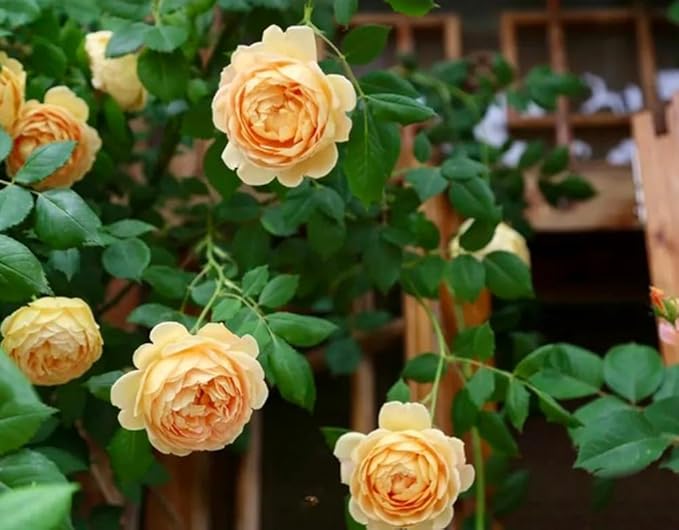 100PCS Orange Climbing Rose Seeds Rare Garden Plant Non-GMO Heirloom Seeds