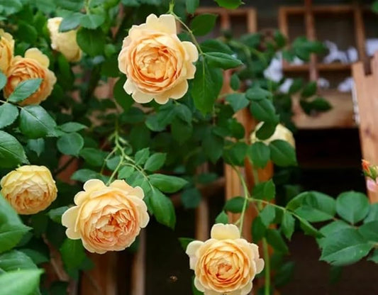 100PCS Orange Climbing Rose Seeds Rare Garden Plant Non-GMO Heirloom Seeds