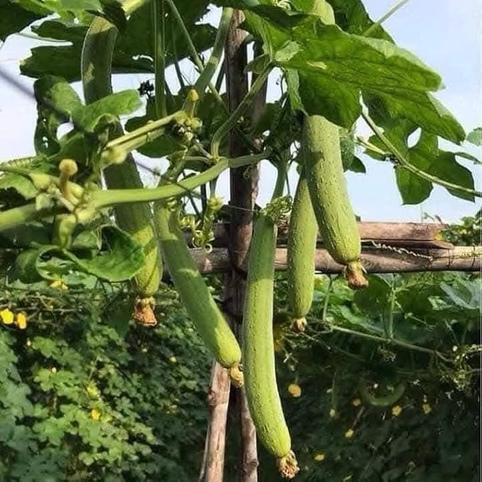 20+ Vietnamese Hybrid Smooth Luffa; Hạt giống mướp hương xanh lai F1; Mướp hương nụ 5 lá giống mướp sai quả Gourd Seeds - Dok - Hybrid