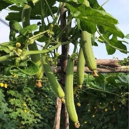 20+ Vietnamese Hybrid Smooth Luffa; Hạt giống mướp hương xanh lai F1; Mướp hương nụ 5 lá giống mướp sai quả Gourd Seeds - Dok - Hybrid