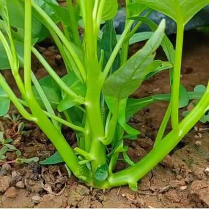2000+ Kong Xin CAI Vegetable Seeds Water Spinach Kangkong Delicious Vegetable Seeds for Green Leaf Planting Garden Non-GMO Choy Ong Seed