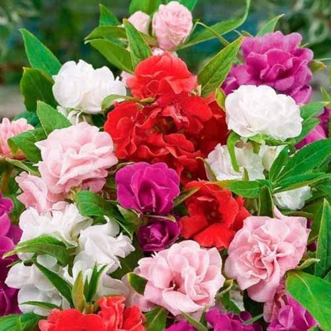 Seeds Balsam Camellia Flowered Mix - Impatiens balsamina - Annual Flowers for Planting - GMO Free