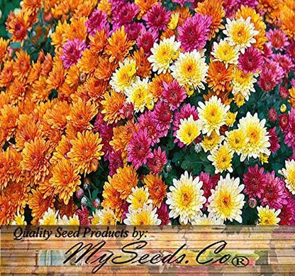 Big Pack - Chrysanthemum Species Mixed Seed (10,000+ Seeds) - Contains Painted Daisy, Garland Daisy, Ox-Eye Daisy, Alaska and Silver- Edible Flower Seeds (Big Pack - Chrysanthemum Mix)