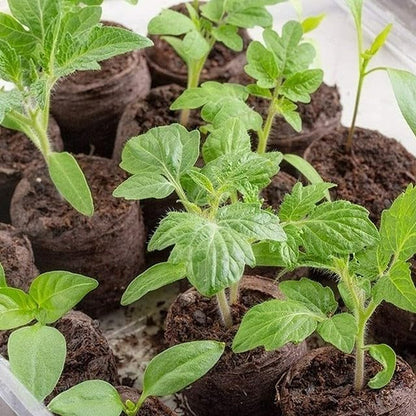 100 Pcs Peat Pellets Seed Starting Plugs Pellets Seedling Soil Block Nursery Soil for Indoors Garden Flowers Seedling Planting Seeds Starter Pellet for Transplanting Planting (50mm)
