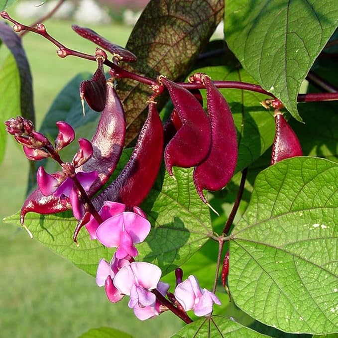 10+ Hyacinth Bean Seeds Climbing Vine Asian Purple Beans Akhana Fujimame Vegetable Planting