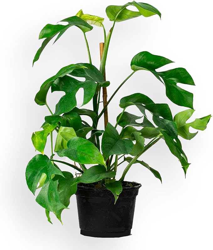 GARDENERA Monstera Ginny Soil Blend - Designed to Meet The Unique Needs of Your Plant - 4 Quart