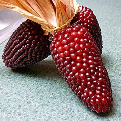 Seeds Vegetable Ornamental Corn Red - 10 Seeds