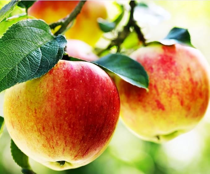 100 pcs Apple Tree Seeds Honey Crisp Honey Crunch Pomme Pommier Fruit Plant Bonsai Malus Seeds