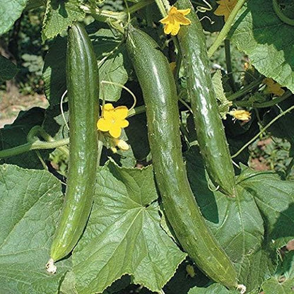 10+ Seeds Indoor Cucumber Zozula F1 Self-Pollinating - Vegetable Green