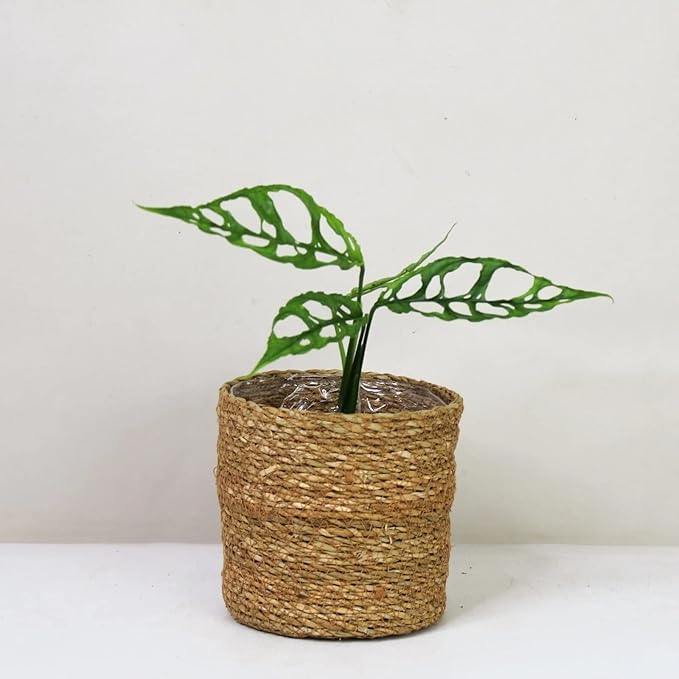 GARDENERA Premium Monstera Obliqua Potting Mix - Expertly Crafted for Healthy Growth - 1 Quart