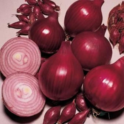 Seeds Red Baron Onion Non GMO Vegetable for Planting