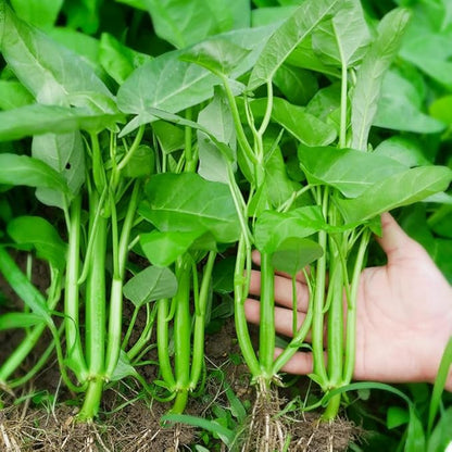 600+ Kong Xin CAI Seeds – Kangkong Vegetable Water Spinach for Planting, 1oz Non-GMO Asian Green Leaf Garden Choy Seeds