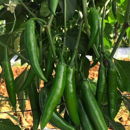 Park Seed Variety of Hot Chili Pepper Plant Seeds, Easy to Grow, Perfect for Spring Garden, Pathfinder Serrano, Pack of 15