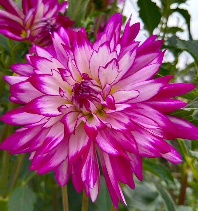 100+ Mixed Colors Dahlia Seeds Dream Flowers Garden Planting